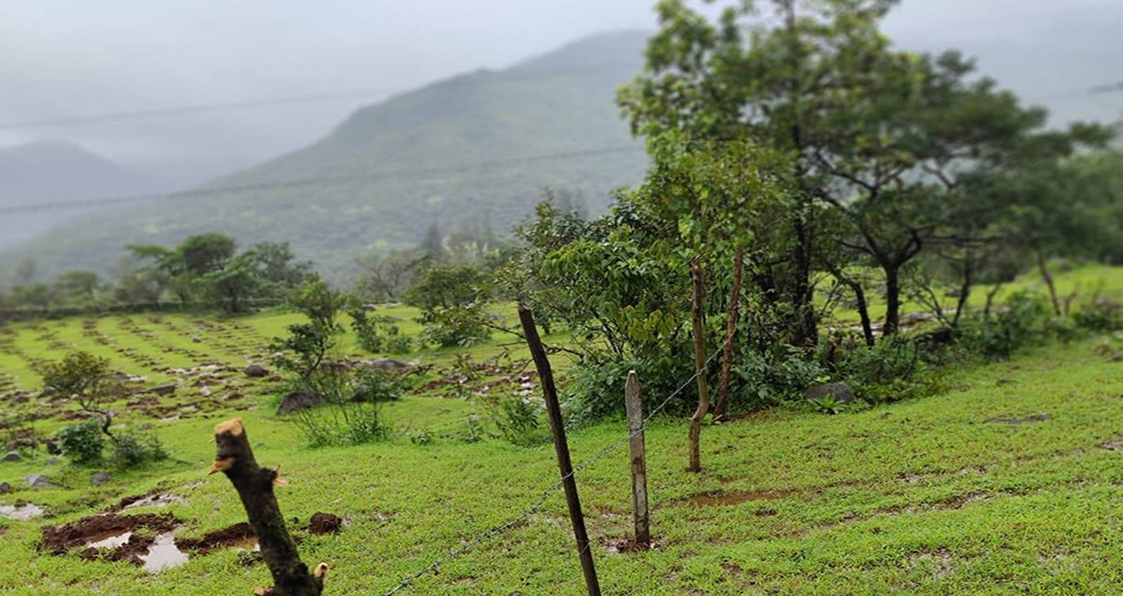 Koyana Tree Plantation